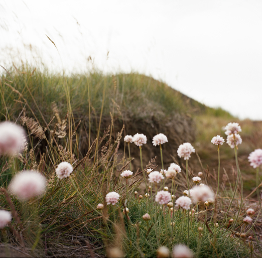 
			<br /><em>the prettiest pink
			<br />i may ever see
			<br /><br /><br /><br /><br />(a fjord near hvammsvík / SW)</em>