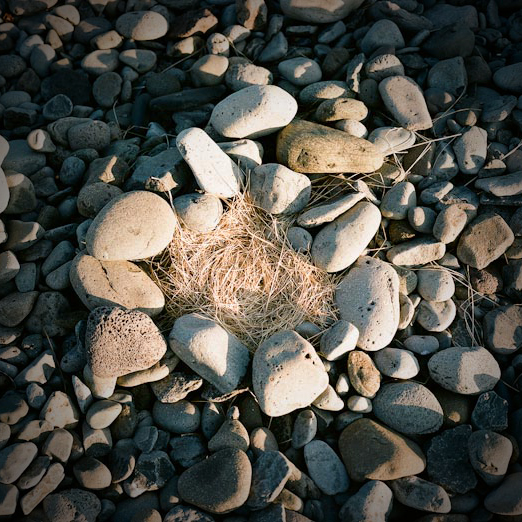 
			<br /><em>a kria nest on the stone beach
			<br />run.</em>