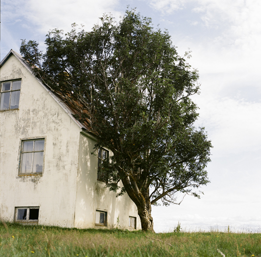 
			<br /><em>a grove in kelduhverfi
			<br />by bill holm
			<br /><br />here in this almost treeless district
			<br />a single rowan tree stands next
			<br />to the south wall of a farmstead,
			<br />almost grown into the house itself
			<br />this old one is taller than the house
			<br />and seems likely to survive it's ruin,
			<br />when a farmer quits to move to town
			<br />that tree was watered, guarded, humored
			<br />probably given a name and loved.
			<br />it was a forest of one tree.
			<br />and not another one for miles
			<br />one is enough
			<br />you do not need
			<br />a jungle to teach you what a tree is
			<br />or a teeming city to teach you what is a man</em>