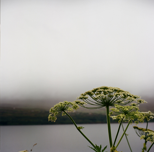 
			<br /><em>raindrops by the sea
			<br />on a weed i fell in love with
			<br /><br /><br /><br /><br />(on the east side of akureyri / N)</em>