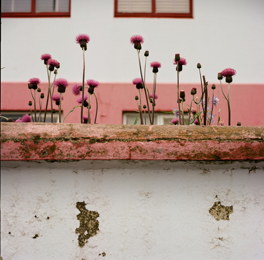 
			<br /><em>..many shades of pink
			<br /><br /><br /><br /><br />(city of akureyri / N)</em>